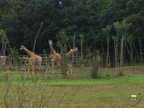 Sortie scolaire à planète sauvage pour les MS